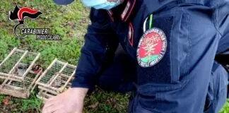 Militari del Nucleo Carabinieri CITES di Reggio Calabria hanno deferito in stato di libertà L.D., settantaduenne del luogo