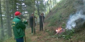 E’ stato approvato dal governo Musumeci, nella seduta di oggi pomeriggio, il disegno di legge di riforma del comparto forestale