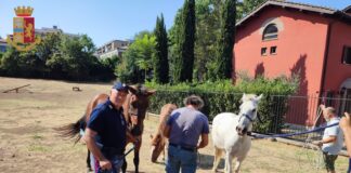 Gli agenti della Polizia di Stato della Sezione Specialità Squadra a cavallo di “Trastevere” di cui è responsabile il Sostituto Commissario Romaniello Giampiero, sono intervenuti a seguito della richiesta di intervento da parte della Sala Operativa di Polizia locale Roma Capitale per il recupero di alcuni cavalli fuggiti dal circolo ippico sorto sulle rive del Tevere in zona Marconi