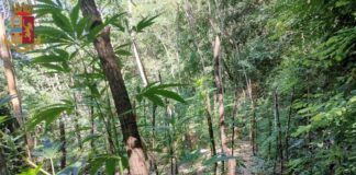 Nella giornata di lunedì 9 agosto 2021, gli agenti del Commissariato di P.S. di Serra San Bruno hanno rinvenuto nel comune di Mongiana una piantagione di marijuana