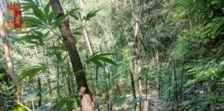 Nella giornata di lunedì 9 agosto 2021, gli agenti del Commissariato di P.S. di Serra San Bruno hanno rinvenuto nel comune di Mongiana una piantagione di marijuana