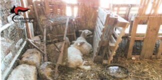 Nella giornata di ieri, venerdì 27 agosto, i Carabinieri della Stazione di Trapani Borgo Annunziata hanno denunciato un anziano 73enne trapanese