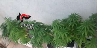 È stato arrestato ieri dai Carabinieri della Stazione di Castelnuovo di Porto, per produzione e detenzione di sostanze stupefacenti, un 60enne originario di Terni ma domiciliato a Morlupo