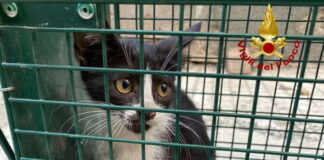 Alle 18 di oggi, i pompieri di Messina hanno salvato un gattino intrappolato all’interno di un ex edificio delle Poste situato accanto alla stazione ferroviaria