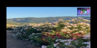 Dal Comune non è arrivata nessuna risposta, ma è giunto l’ennesimo parere positivo da parte dell’Assessorato Regionale alle Autonomie Locali e per la Funzione Pubblica della Sicilia per le sorti del nuovo Municipio MonteMare