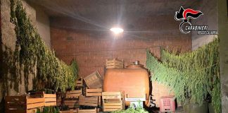 I carabinieri forestali di Cittanova e Sant’Eufemia, nel corso di operazioni di controllo sulla canapicoltura, hanno sequestrato nei giorni scorsi, in un’azienda agricola di Taurianova, un quantitativo di circa 54 kg di marijuana