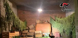 I carabinieri forestali di Cittanova e Sant’Eufemia, nel corso di operazioni di controllo sulla canapicoltura, hanno sequestrato nei giorni scorsi, in un’azienda agricola di Taurianova, un quantitativo di circa 54 kg di marijuana
