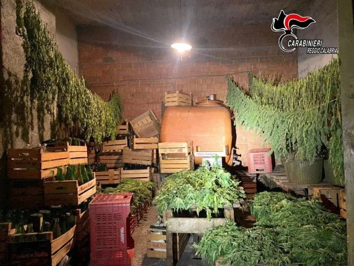 marijuana Taurianova
