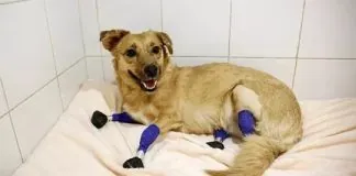 Nessuno conosce alcunché del suo passato: ma il suo destino ormai sembrava essere segnato…, quando questo cane è stato trovato dai volontari in una foresta vicino a Krasnodar, una città nel sud della Russia, le sue zampe erano dei moncherini sanguinanti