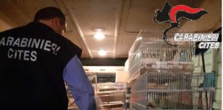Nella giornata di mercoledì scorso il Nucleo Carabinieri CITES di Catania, unitamente al Distaccamento di Fontanarossa, nell’ambito delle verifiche sulla detenzione e commercio di specie protette, ha effettuato un controllo in un deposito a Sant’Agata di Militello