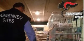 Nella giornata di mercoledì scorso il Nucleo Carabinieri CITES di Catania, unitamente al Distaccamento di Fontanarossa, nell’ambito delle verifiche sulla detenzione e commercio di specie protette, ha effettuato un controllo in un deposito a Sant’Agata di Militello