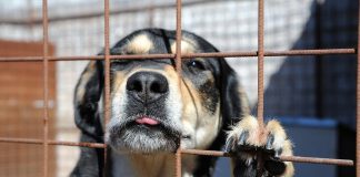 Dopo alcune segnalazioni da parte di alcuni condomini, inerenti il presunto maltrattamento di un cane, lunedì pomeriggio, gli agenti della Polizia di Stato del VI Distretto Casilino insieme a quelli di Polizia Roma Capitale – U.O. VI Gruppo “Torri”, sono intervenuti in via Agostino Mitelli per verificare quanto stesse accadendo