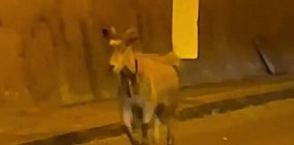 “Una capra in autostrada?”