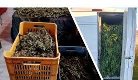 Nel corso di un’ordinaria operazione di controllo congiunta, Carabinieri del N.i.p.a.a.f. (Nucleo di polizia ambientale agroalimentare forestale) di Reggio Calabria e della Tenenza di Rosarno, nei giorni scorsi, hanno colto in flagranza di reato un ventinovenne di Taurianova, sorpreso in una zona rurale del comune di Rosarno, alla guida di un furgone risultato carico di canapa indiana fresca