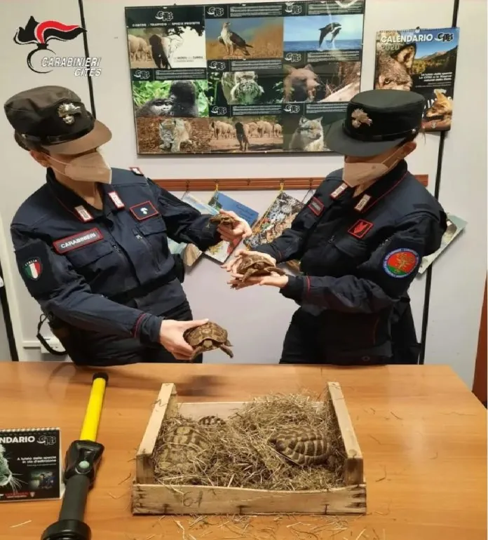 Traffico anmali carabinieri Palermo