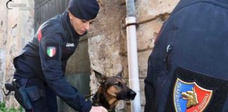 I carabinieri della stazione di Brancaccio, nelle scorse ore, hanno arrestato marito e moglie che in una stanza della propria abitazione, avevano allestito proprio una piantagione di cannabis