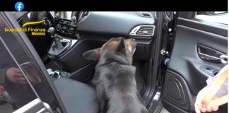 Messina: oltre 1.500 grammi di cocaina in transito dagli imbarchi dello Stretto sono stati sequestrati in due distinte operazioni…, presso i moli della Rada S. Francesco dai componenti del Comando Provinciale della Guardia di Finanza