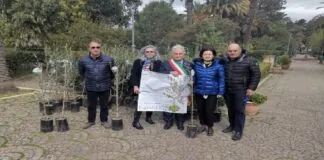 Oggi, in occasione della 52ma “Giornata Mondiale della Terra”, il più grande evento di sensibilizzazione alla tutela del pianeta, che coinvolge ogni anno le scuole e i giovani, il Comune di Corleone ha ricevuto, 50 piante di olivo “Passulunara”, donate dalla Condotta Slow Food Monti Sicani