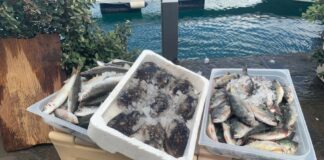 Dopo diversi mesi di attività e con grandi riscontri in termini di successo ed apprezzamento, si è conclusa anche la parte operativa del progetto “I Pesci Dimenticati”, realizzata da Slow Food Isole Slow Siciliane con il sostegno di Blue Marine Foundation e la collaborazione dell’Associazione Pesca Responsabile Isole Eolie