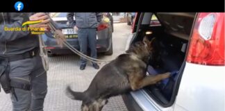 I Finanzieri del Comando Provinciale di Messina, con l’ausilio delle unità cinofile, hanno sequestrato 5,5 chili di marijuana e 5 di hashish, traendo in arresto un responsabile