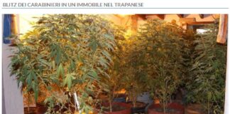 Una serra per coltivare droga all’interno di un magazzino: è la scoperta fatta dai carabinieri della stazione di Pantelleria, a conclusione di una mirata attività investigativa antidroga che ha portato all’arresto di due uomini, entrambi residenti nell’isola, di 50 e 39 anni, per l’ipotesi di reato di detenzione ai fini di spaccio di sostanze stupefacenti in concorso