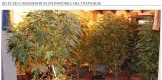 Una serra per coltivare droga all’interno di un magazzino: è la scoperta fatta dai carabinieri della stazione di Pantelleria, a conclusione di una mirata attività investigativa antidroga che ha portato all’arresto di due uomini, entrambi residenti nell’isola, di 50 e 39 anni, per l’ipotesi di reato di detenzione ai fini di spaccio di sostanze stupefacenti in concorso