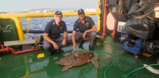 È stata individuata ieri pomeriggio, nel tratto antistante la banchina del molo Rizzo, da alcuni dipendenti delle società di navigazione del terminal aliscafi: una tartaruga marina, in evidente difficoltà, rischiava di essere travolta dai natanti che lì fanno ormeggio