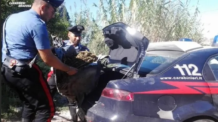 Droga pollaio Noto CC