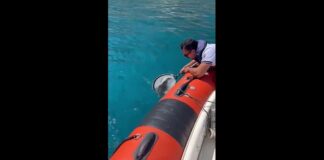 Ieri, 22 luglio 2022, i componenti della Sala Operativa della Capitaneria di Porto di Messina ricevevano al numero blu 1530 la segnalazione da parte di una bagnante… riguardante la presenza di un cucciolo di delfino in difficoltà a pochi metri dalla riva