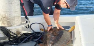 Nei giorni scorsi i Carabinieri della Compagnia di Milazzo hanno soccorso una tartaruga marina della specie protetta “caretta caretta” del peso di circa 30 chili