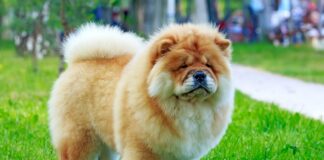 Una denuncia per maltrattamento di animali è stata inviata questa mattina alla procura di Agrigento dai componenti dell’Aidaa Associazione Italiana Difesa Animali ed Ambiente nei confronti dell’uomo che ieri in spiaggia a Porto Empedocle nella provincia Agrigentina ha picchiato i suoi due cani e che poi è stato aggredito dal suo chow chow che lo ha morsicato mandandolo in ospedale in condizioni piuttosto gravi