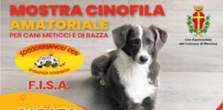 Patrocinata dal Comune di Messina, si terrà sabato 17, dalle ore 17, nell’ex parcheggio del Duomo di Messina, l’ottava edizione della “Mostra Cinofila Amatoriale”