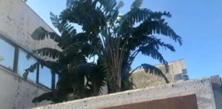 In meno di un anno dall’istanza di affidamento la Società è pronta ad aggiudicare la gara per l’acquisto di una nuova fornitura di veicoli elettrici