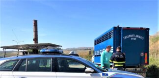 Gli agenti della Polizia Stradale di Caltanissetta e gli appartenenti al Dipartimento di prevenzione veterinario della locale ASP, in questi giorni stanno eseguendo controlli nei confronti degli autocarri che trasportano animali vivi
