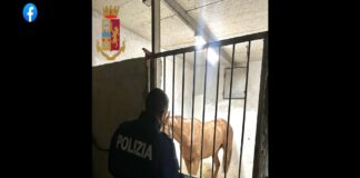 Maltrattamenti di animali, competizioni non autorizzate e blocco stradale sono i reati per i quali un messinese di 75 anni è stato denunziato alla Procura della Repubblica di Messina, nei giorni scorsi, dai Poliziotti delle Volanti impegnati nel controllo del territorio