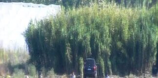 Il triste fenomeno del “Caporalato” è fortemente presente nel territorio siracusano, in particolar modo nelle zone maggiormente votate all’imprenditoria agricola, quale il territorio del pachinese