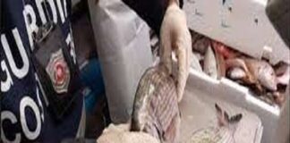 Nella giornata odierna, personale militare della Capitaneria di Porto di Messina, nell’ambito dell’attività di polizia marittima, vigilanza e controllo in materia di pesca, ha provveduto ad elevare n.2 sanzioni amministrative di € 1.500,00 cadauna con relativo sequestro e successiva distruzione di 22 kg di pesce, nei confronti di due ristoranti di Taormina