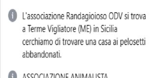 Non ci sarà alcun processo per diffamazione a carico di Angela Aspa, Santa Squaddara, Cristina Del Vecchio e Giuseppe Amalfa, tutti associati o simpatizzanti dell’associazione “Randagioioso” di Terme Vigliatore
