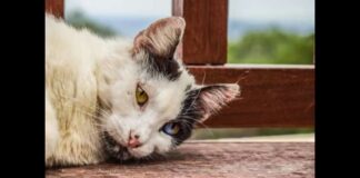 Sicilia: il 2022 si chiude con due gravi casi di maltrattamento e crudeltà: la denuncia dei componenti della ‘Lega Nazionale Difesa del Cane – Animal Protection’, ne parla Piera Rosati di Milano in un testo diffuso oggi 02 gennaio 2023