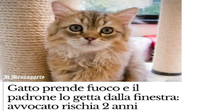 GATTO LATINA