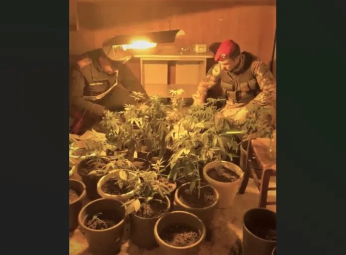 PIANTE MARIJUANA CC MESSINA