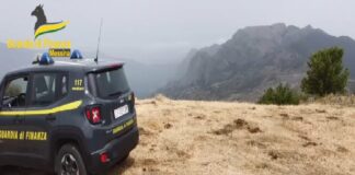 I Finanzieri del Comando Provinciale di Messina hanno concluso un’articolata attività d’indagine nei confronti di un’azienda agricola della provincia di Messina, operante nel Comune di Caronia (ME), beneficiaria di ingenti finanziamenti comunitari illegittimi, ammontanti ad oltre 600 mila euro