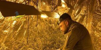 I finanzieri del comando provinciale di Palermo hanno sequestrato un immobile nel quartiere Ballarò dopo che hanno scoperto una piantagione di marijuana con oltre 14 chili di sostanza stupefacente