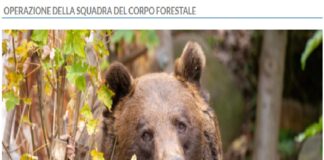 È stata catturata, durante la notte scorsa, l‘orsa JJ4, responsabile dell’aggressione mortale ai danni di Andrea Papi, 26 anni di Caldes, mentre stava correndo sui sentieri del monte Peller