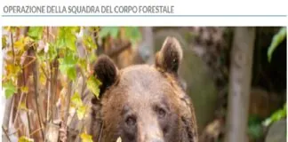 È stata catturata, durante la notte scorsa, l‘orsa JJ4, responsabile dell’aggressione mortale ai danni di Andrea Papi, 26 anni di Caldes, mentre stava correndo sui sentieri del monte Peller