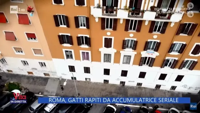 Roma, gatti rapiti da accumulatrice seriale