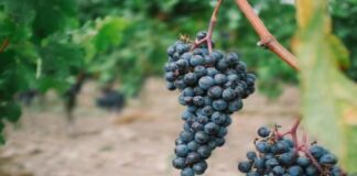 Sicilia protagonista alla 55esima edizione del Vinitaly, in programma a Verona da ieri domenica 2 aprile a mercoledì 5