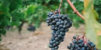 Sicilia protagonista alla 55esima edizione del Vinitaly, in programma a Verona da ieri domenica 2 aprile a mercoledì 5