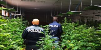La polizia di Stato, in due distinti interventi, ha trovato due piantagioni di marijuana