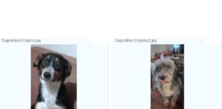 “Dinanzi ad un fatto di straordinaria gravità chiediamo che le forze dell’ordine identifichino rapidamente gli eventuali responsabili, contro i quali, quando si aprirà il processo, LEIDAA si costituirà parte civile”